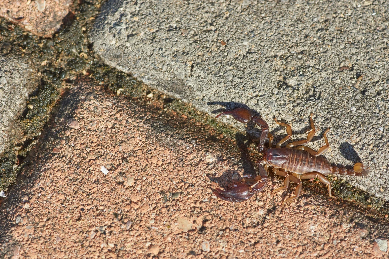Lotta agli scorpioni nelle aiuole: cosa fare se li avvisti tra le tue piante Lotta agli scorpioni nelle aiuole: cosa fare se li avvisti tra le tue piante