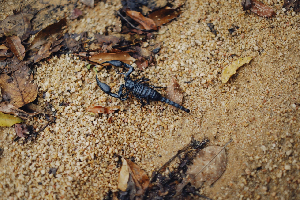 Lotta agli scorpioni nelle aiuole: cosa fare se li avvisti tra le tue piante Lotta agli scorpioni nelle aiuole: cosa fare se li avvisti tra le tue piante
