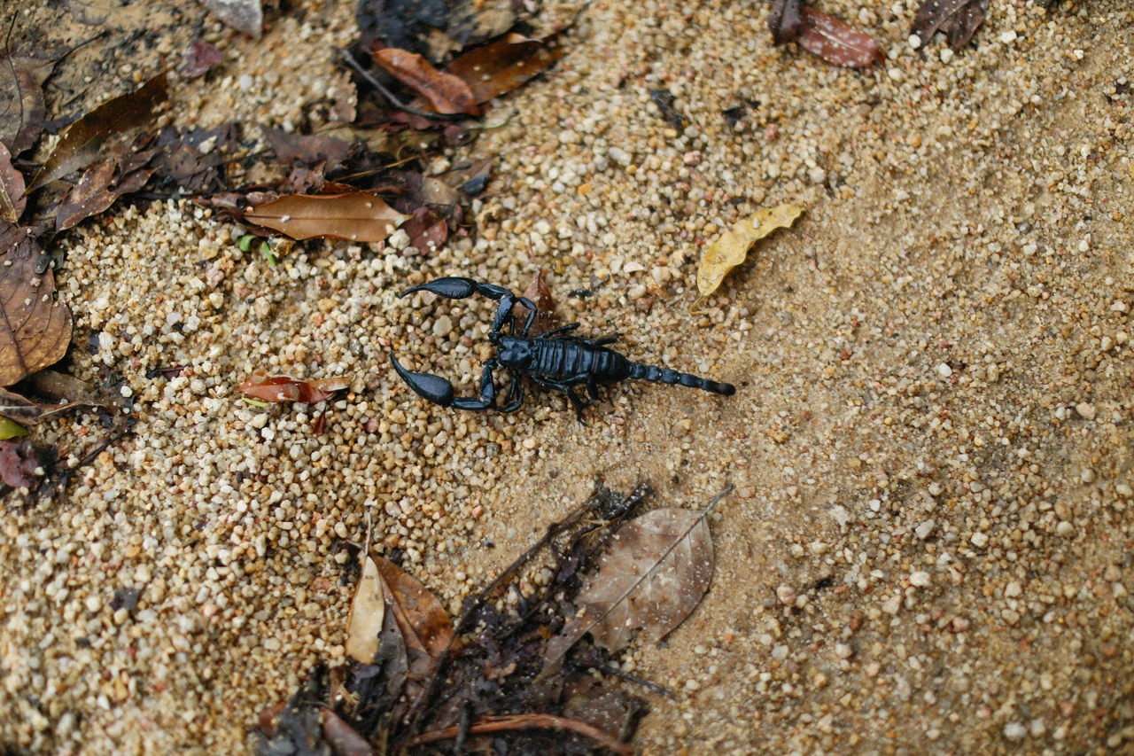 Lotta agli scorpioni nelle aiuole: cosa fare se li avvisti tra le tue piante Lotta agli scorpioni nelle aiuole: cosa fare se li avvisti tra le tue piante