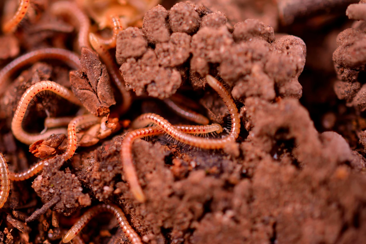 La presenza dei vermi di terra sul terrazzo: scopri se il terreno è compromesso La presenza dei vermi di terra sul terrazzo: scopri se il terreno è compromesso