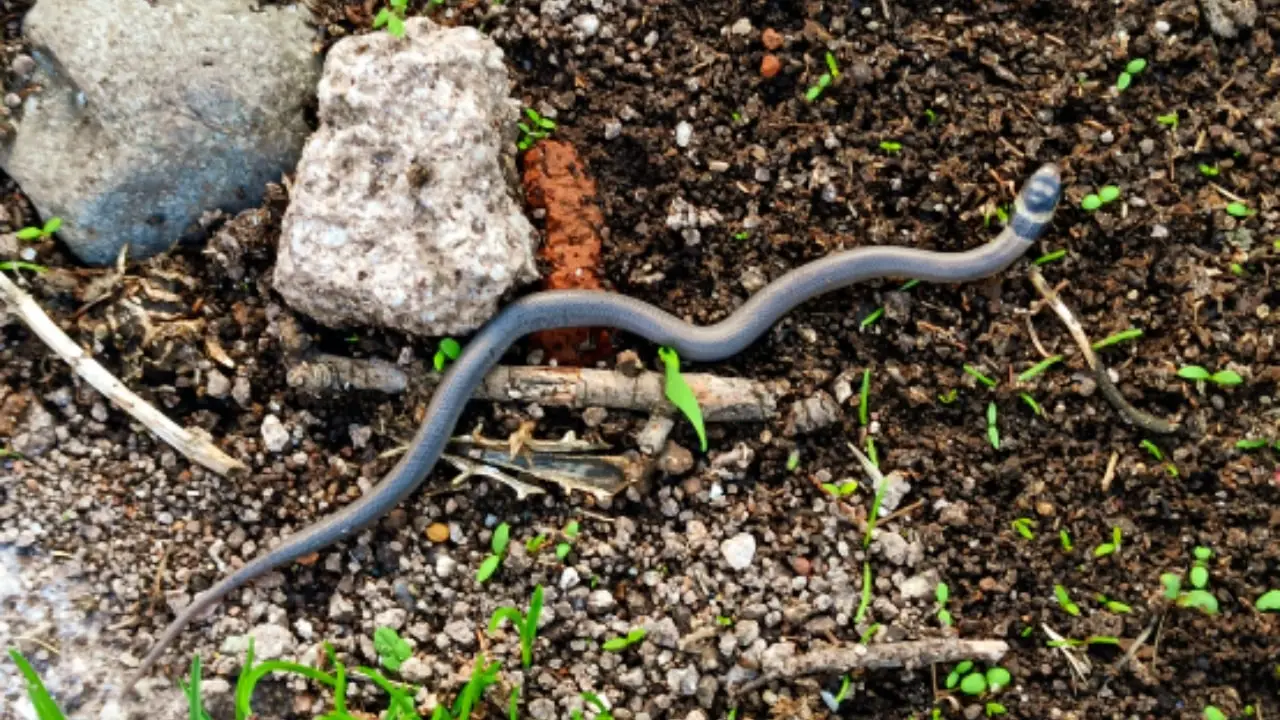La presenza dei vermi di terra sul terrazzo: scopri se il terreno è compromesso La presenza dei vermi di terra sul terrazzo: scopri se il terreno è compromesso