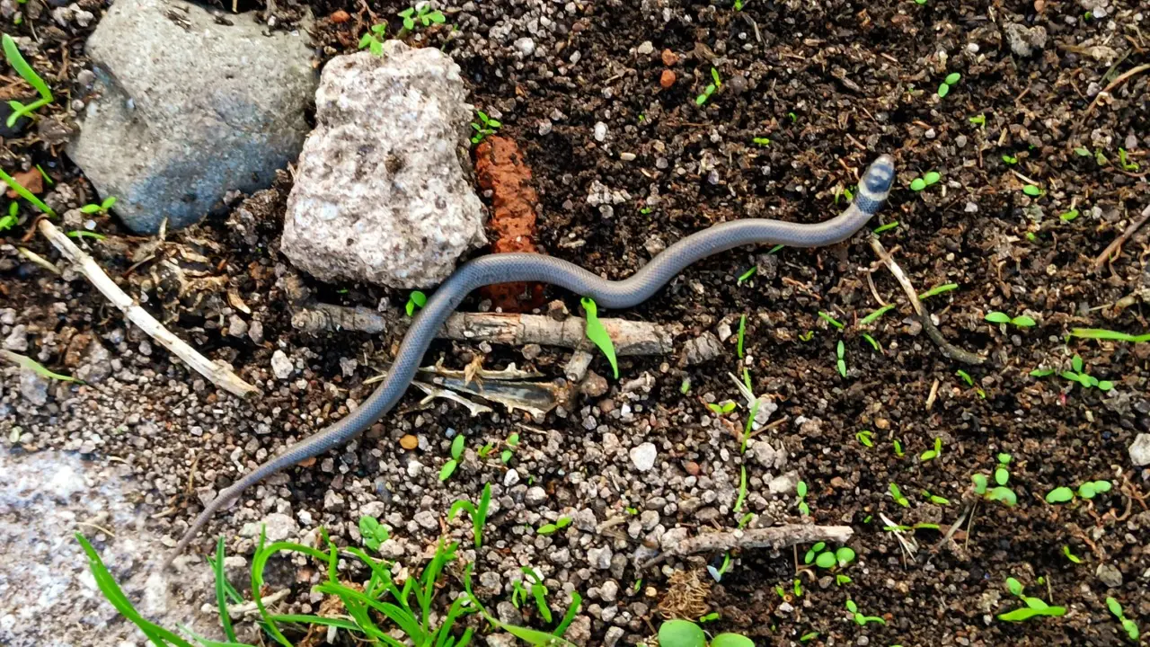 La presenza dei vermi di terra sul terrazzo: scopri se il terreno è compromesso La presenza dei vermi di terra sul terrazzo: scopri se il terreno è compromesso