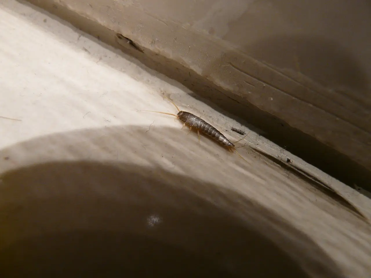 Attenzione alla muffa: i pesciolini d’argento si nascondono vicino alle perdite d’acqua Attenzione alla muffa: i pesciolini d’argento si nascondono vicino alle perdite d’acqua