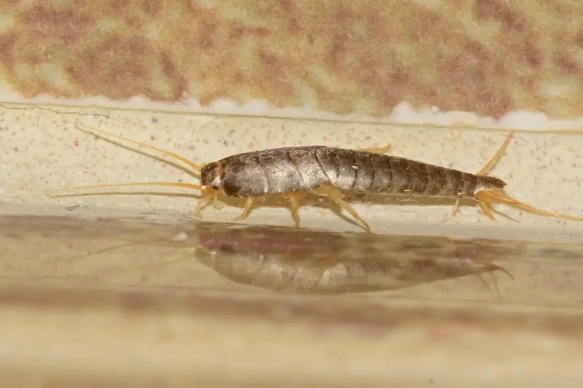 Attenzione alla muffa: i pesciolini d’argento si nascondono vicino alle perdite d’acqua Attenzione alla muffa: i pesciolini d’argento si nascondono vicino alle perdite d’acqua