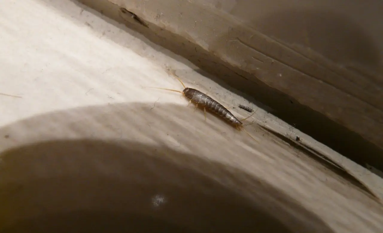 Attenzione alla muffa: i pesciolini d’argento si nascondono vicino alle perdite d’acqua Attenzione alla muffa: i pesciolini d’argento si nascondono vicino alle perdite d’acqua