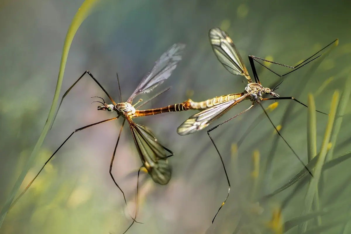 Zanzare tigre in giardino: cosa vuol dire per l’acqua stagnante e come agire subito Zanzare tigre in giardino: cosa vuol dire per l’acqua stagnante e come agire subito