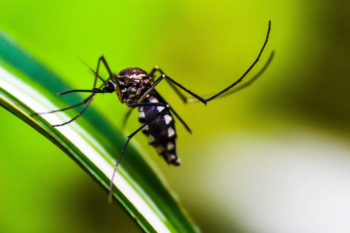 Zanzare tigre in giardino: cosa vuol dire per l’acqua stagnante e come agire subito Zanzare tigre in giardino: cosa vuol dire per l’acqua stagnante e come agire subito