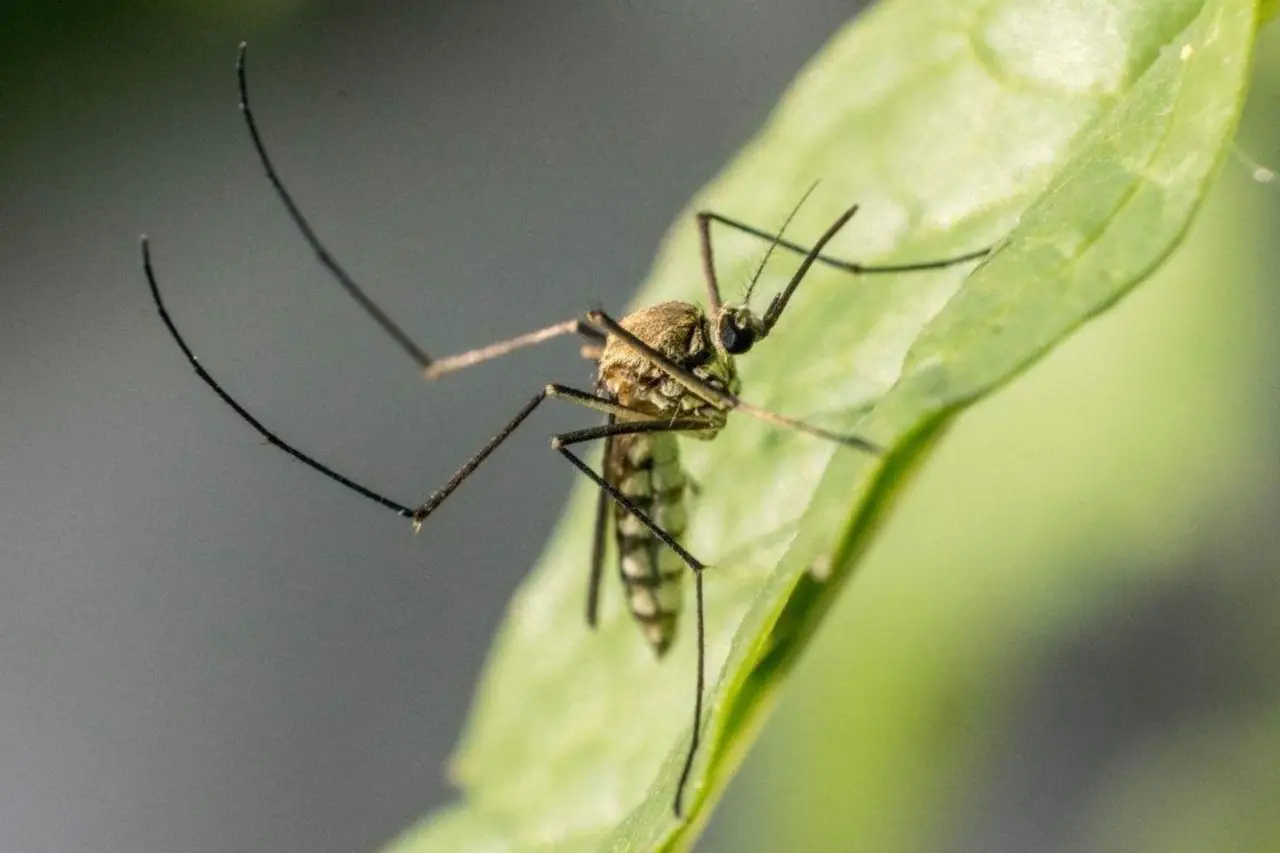 Zanzare tigre in giardino: cosa vuol dire per l’acqua stagnante e come agire subito Zanzare tigre in giardino: cosa vuol dire per l’acqua stagnante e come agire subito