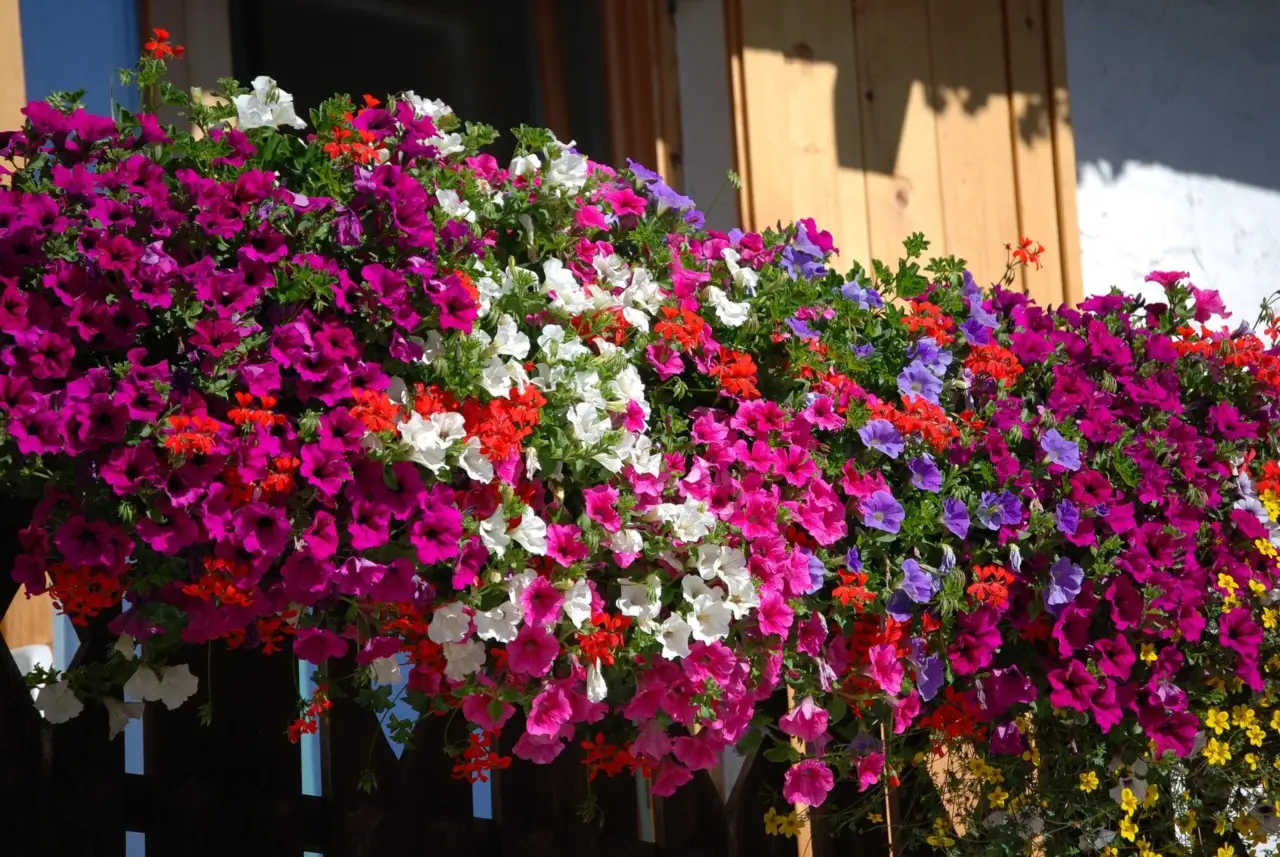 I fiori resistenti al sole perfetti per balconi assolati e senza manutenzione I fiori resistenti al sole perfetti per balconi assolati e senza manutenzione