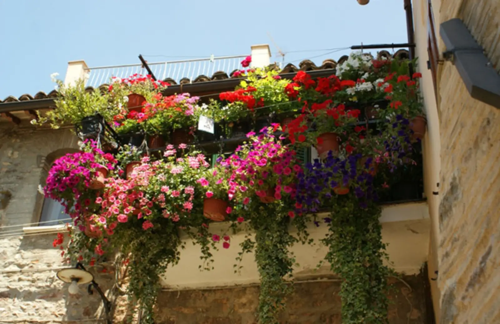 I fiori resistenti al sole perfetti per balconi assolati e senza manutenzione I fiori resistenti al sole perfetti per balconi assolati e senza manutenzione