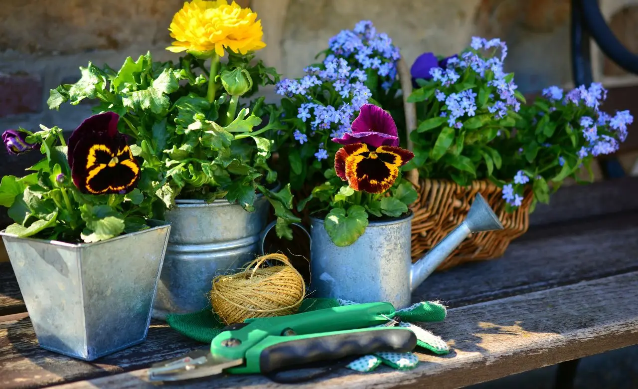 Trucchi pratici per prolungare la fioritura delle rose in vaso sul terrazzo di casa Trucchi pratici per prolungare la fioritura delle rose in vaso sul terrazzo di casa