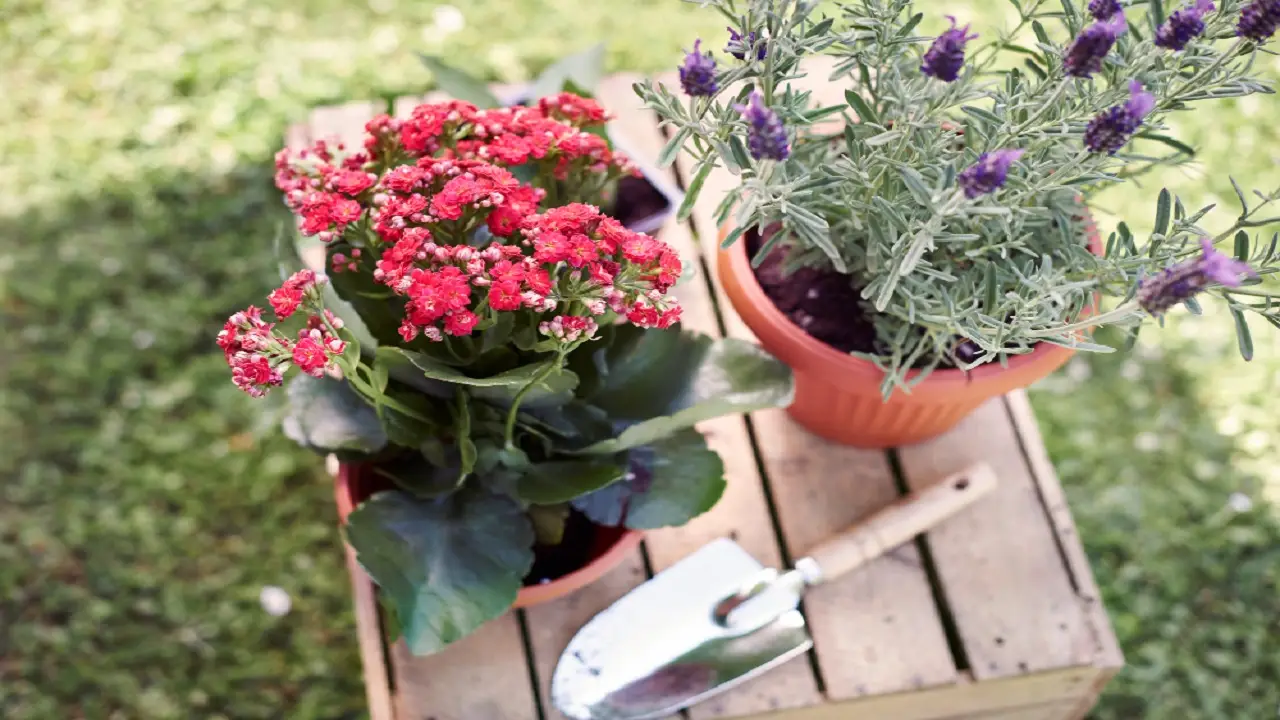 Trucchi pratici per prolungare la fioritura delle rose in vaso sul terrazzo di casa Trucchi pratici per prolungare la fioritura delle rose in vaso sul terrazzo di casa