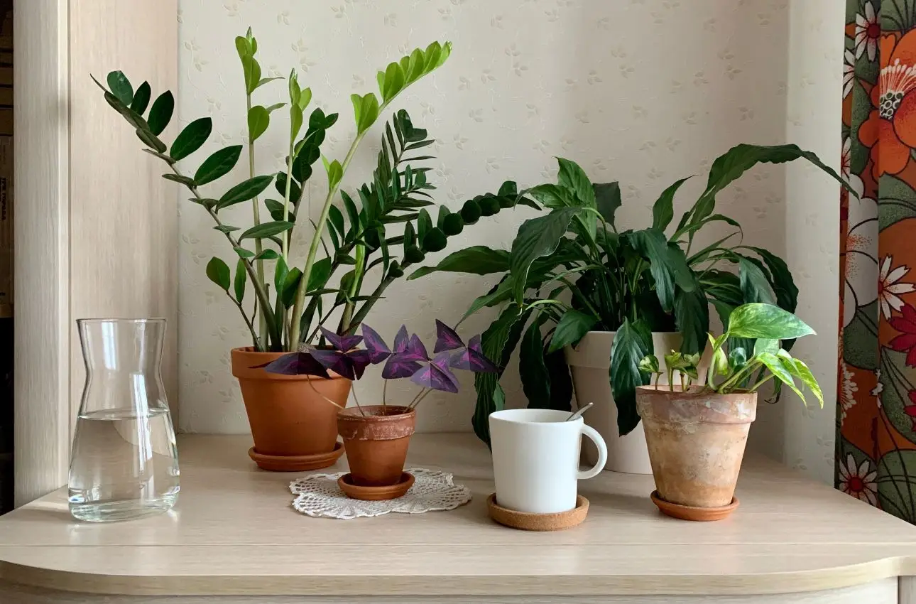 Fertilizzanti naturali: come usare i fondi di caffè per rinvigorire le piante da interno Fertilizzanti naturali: come usare i fondi di caffè per rinvigorire le piante da interno