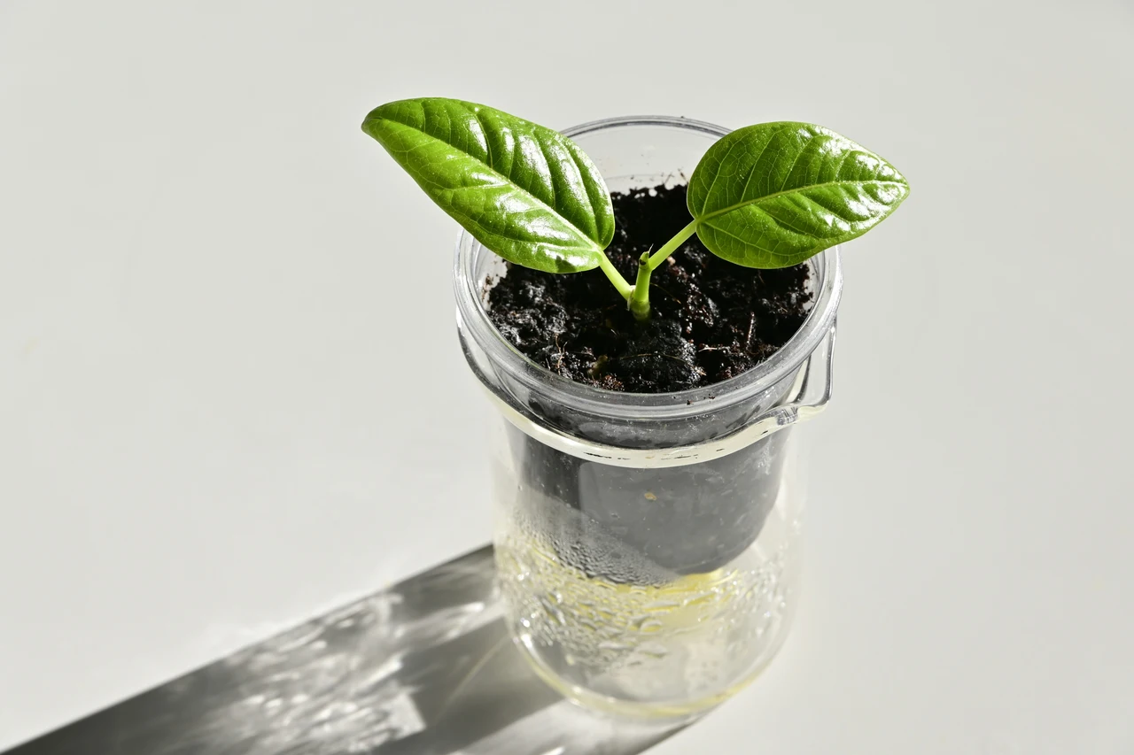 Fertilizzanti naturali: come usare i fondi di caffè per rinvigorire le piante da interno Fertilizzanti naturali: come usare i fondi di caffè per rinvigorire le piante da interno