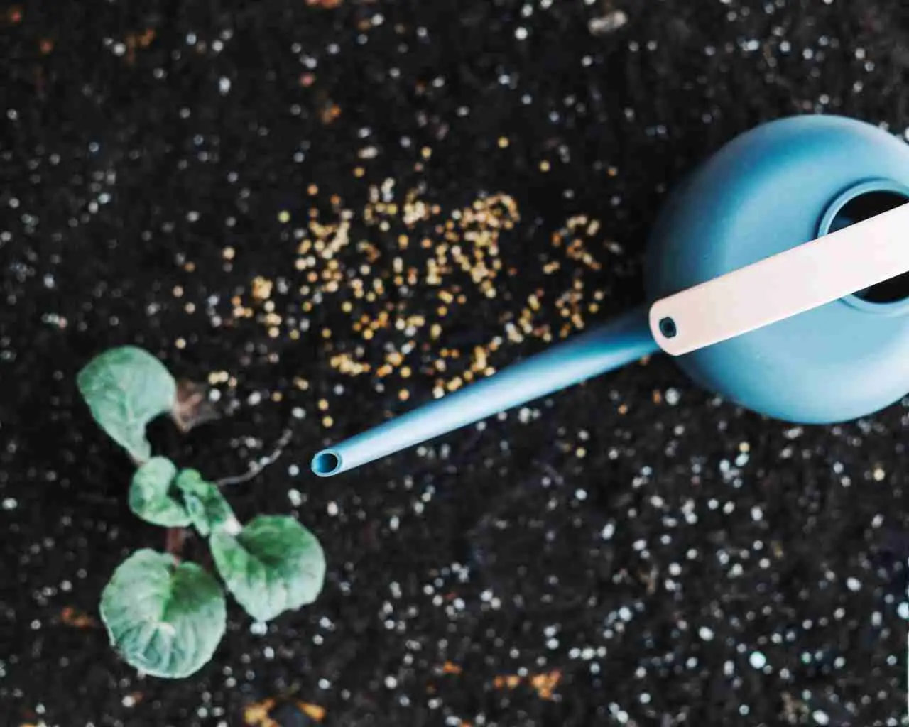 Ecco le regole per annaffiare la salvia in vaso e mantenerla profumata tutto l'anno Ecco le regole per annaffiare la salvia in vaso e mantenerla profumata tutto l'anno