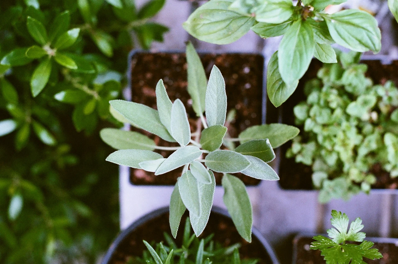 Ecco le regole per annaffiare la salvia in vaso e mantenerla profumata tutto l'anno Ecco le regole per annaffiare la salvia in vaso e mantenerla profumata tutto l'anno