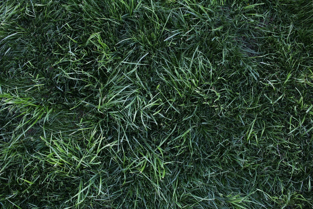 Ottieni un prato verde fitto anche all’ombra scegliendo una sola varietà resistente Ottieni un prato verde fitto anche all’ombra scegliendo una sola varietà resistente