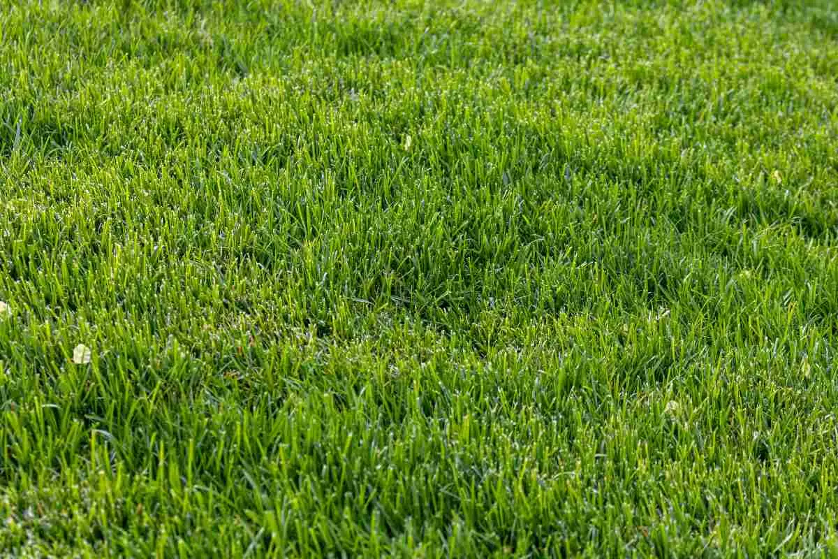 Ottieni un prato verde fitto anche all’ombra scegliendo una sola varietà resistente Ottieni un prato verde fitto anche all’ombra scegliendo una sola varietà resistente