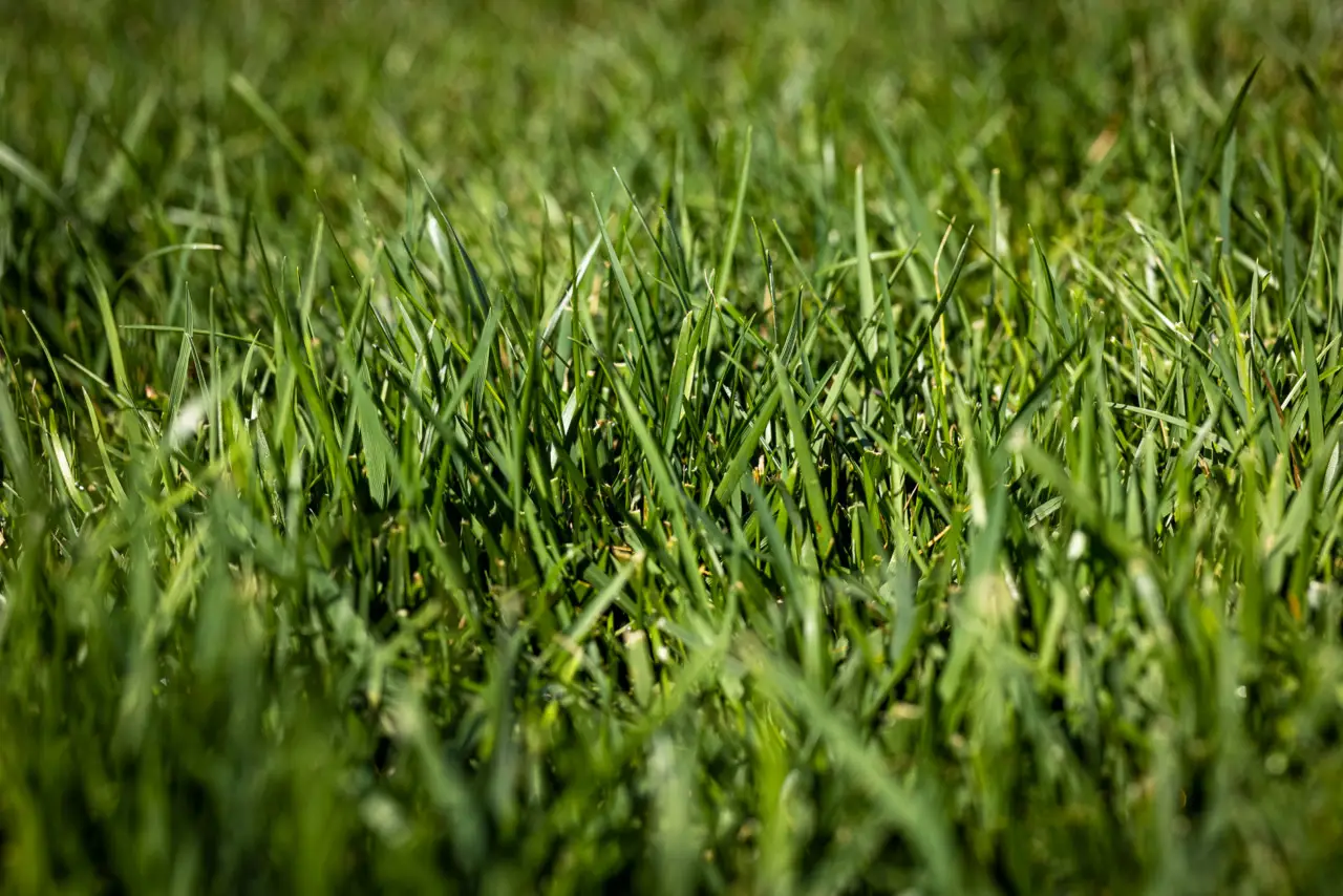 Ottieni un prato verde fitto anche all’ombra scegliendo una sola varietà resistente Ottieni un prato verde fitto anche all’ombra scegliendo una sola varietà resistente