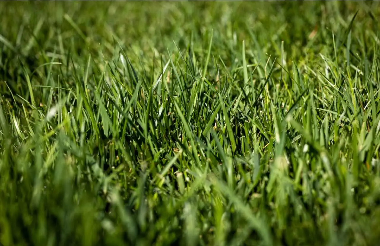 Ottieni un prato verde fitto anche all’ombra scegliendo una sola varietà resistente Ottieni un prato verde fitto anche all’ombra scegliendo una sola varietà resistente